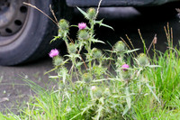 20230716_Sunderland-238